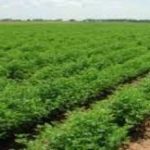 Alene Adams Agricultural Development Ethiopia Job Vacancy